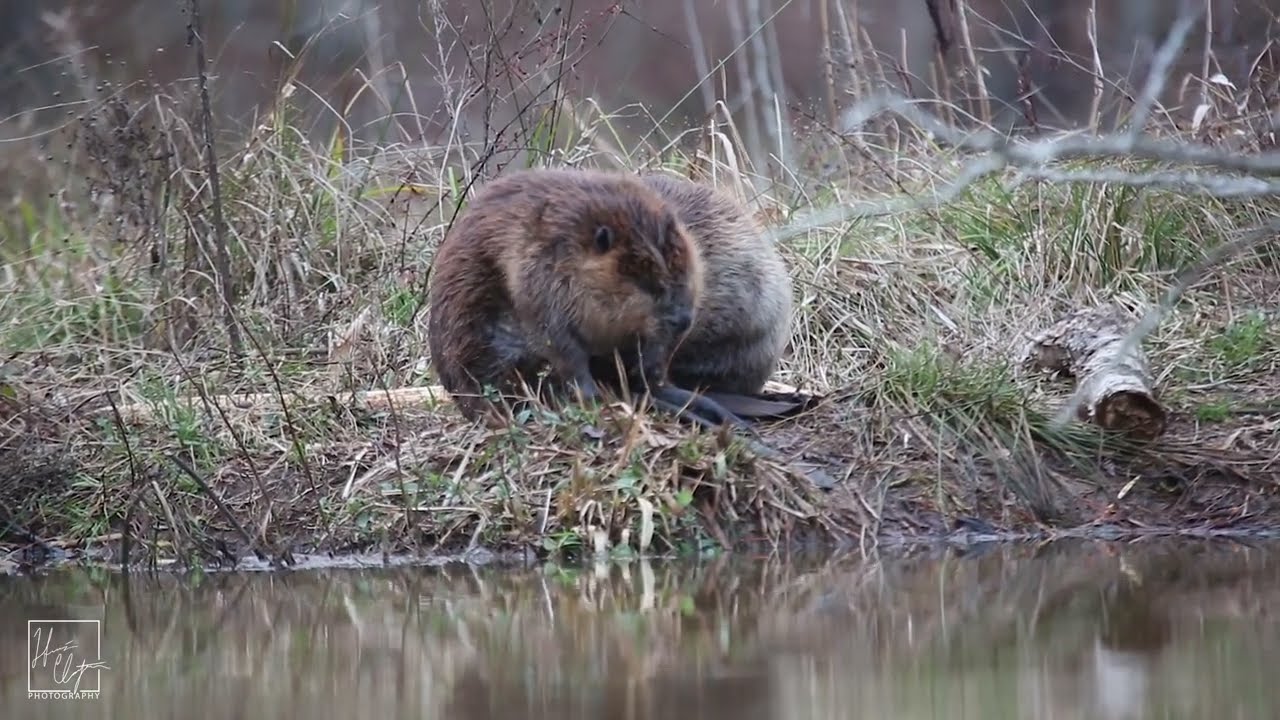 [4K] Wild Beaver Compilation from the CRNRA