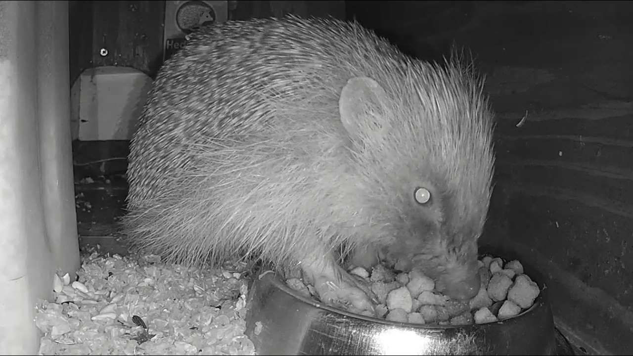 Hedgehog - 1st visitor of 2026!