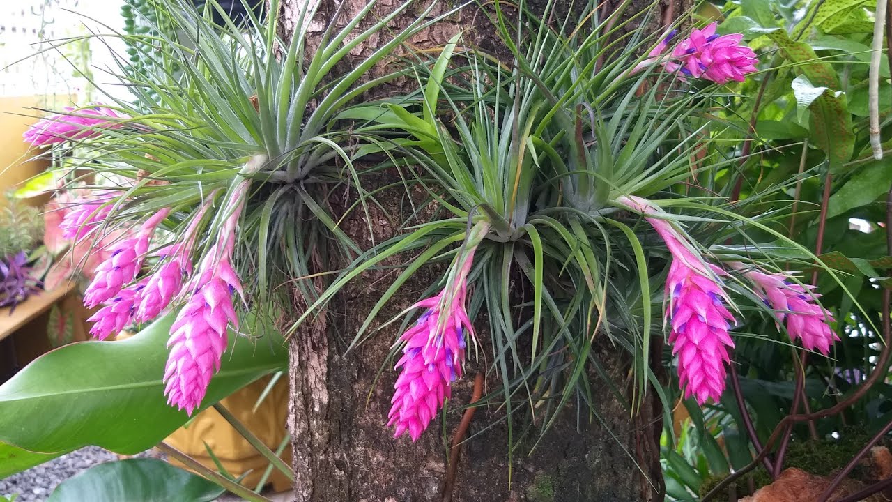 Tour no meu jardim florido!