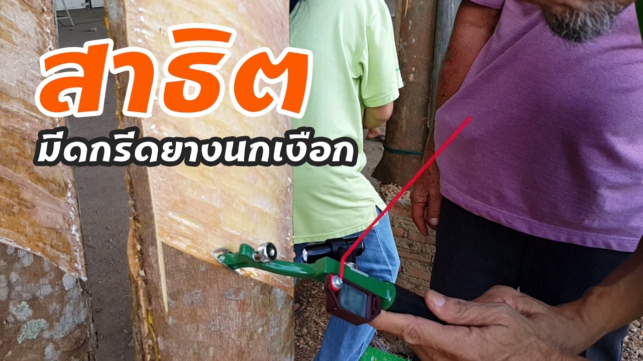 สาธิต การใช้งานมีดกรีดยาง นกเงือก