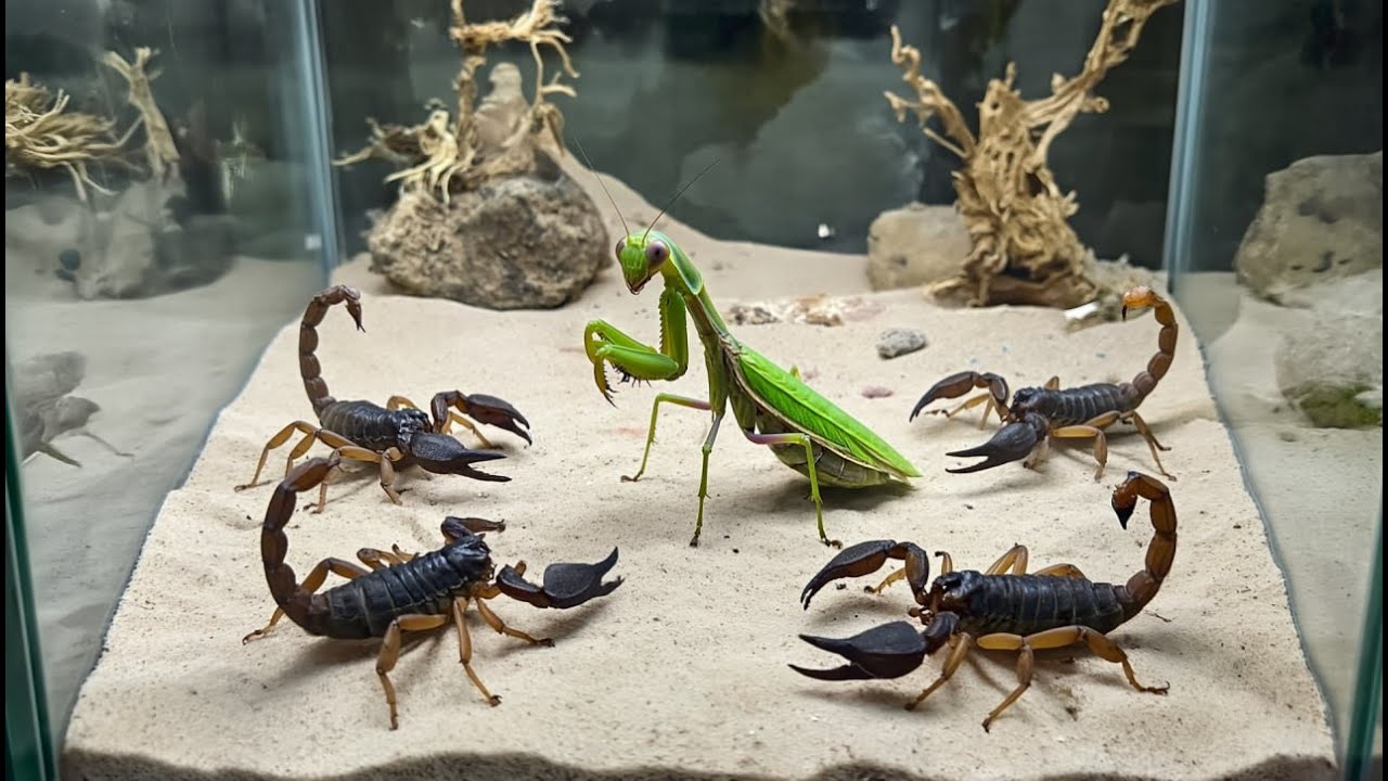 4 Scorpions vs Mantis