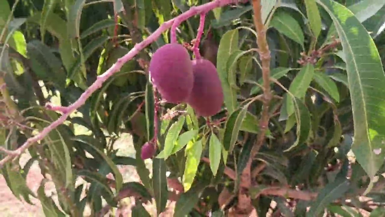 51KM FROM KANAKAPURA 8 AND HALF ACRE 75LAKH PER ACRE 9036106979