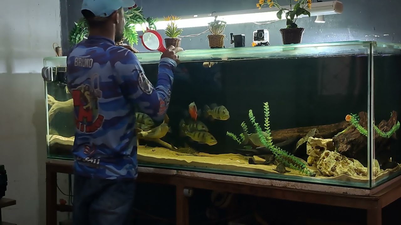  dia de alimentar os monstrinhos do aquário jumbo #aquarismo #fish #aquaristas #pescaria #pesca 