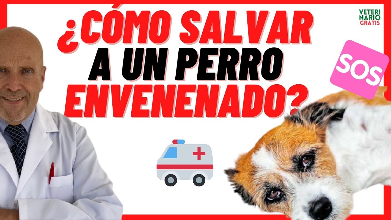 💚¿CÓMO SALVAR A UN PERRO ENVENENADO? 💚¿QUÉ HACER?, ¿QUÉ DARLE? 💚