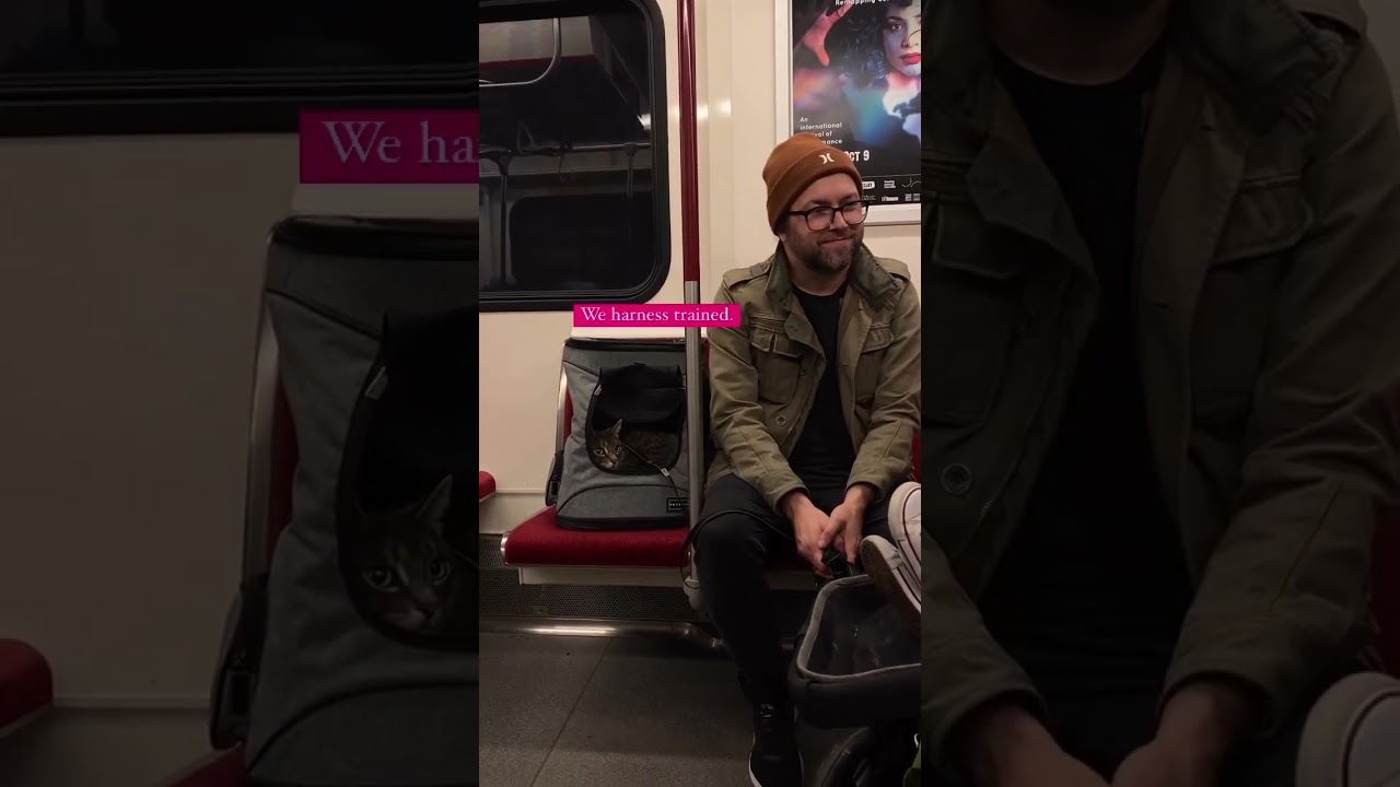 Cat in Backpack Carrier Adventures on the Subway