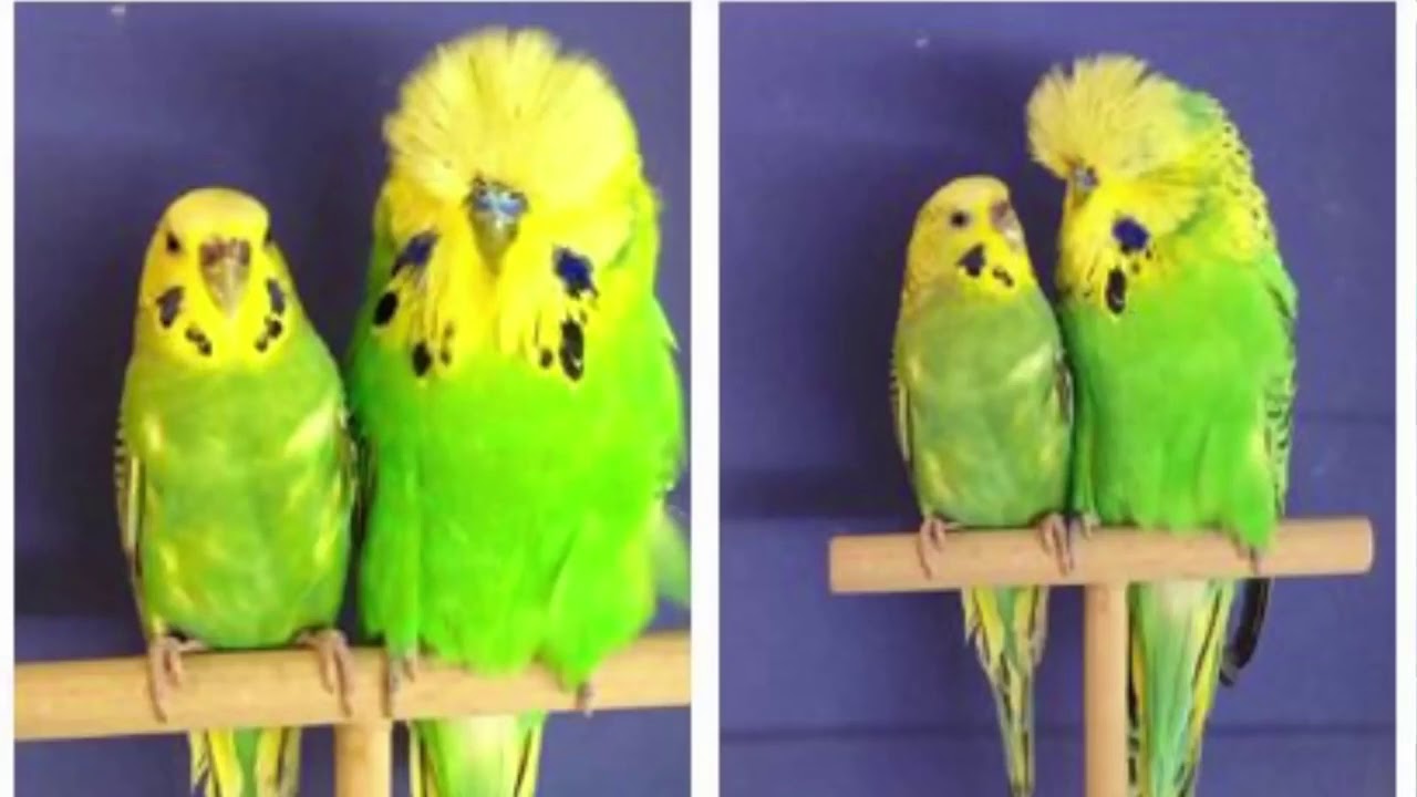 Diferencia entre un Periquito Australiano y un Periquito Ingles | Rincon Animal
