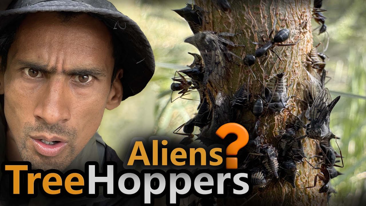 Tree Hoppers Documentary | Behavior, Camouflage & Ant Mutualism | Wildlife Discovery 