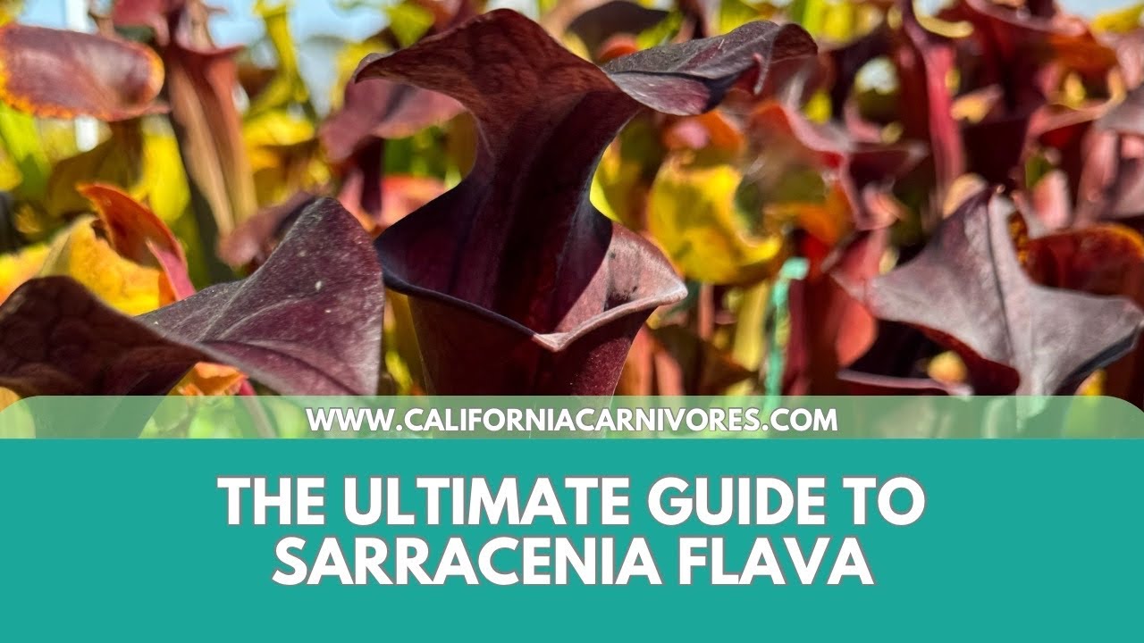 The Ultimate Guide to Sarracenia flava