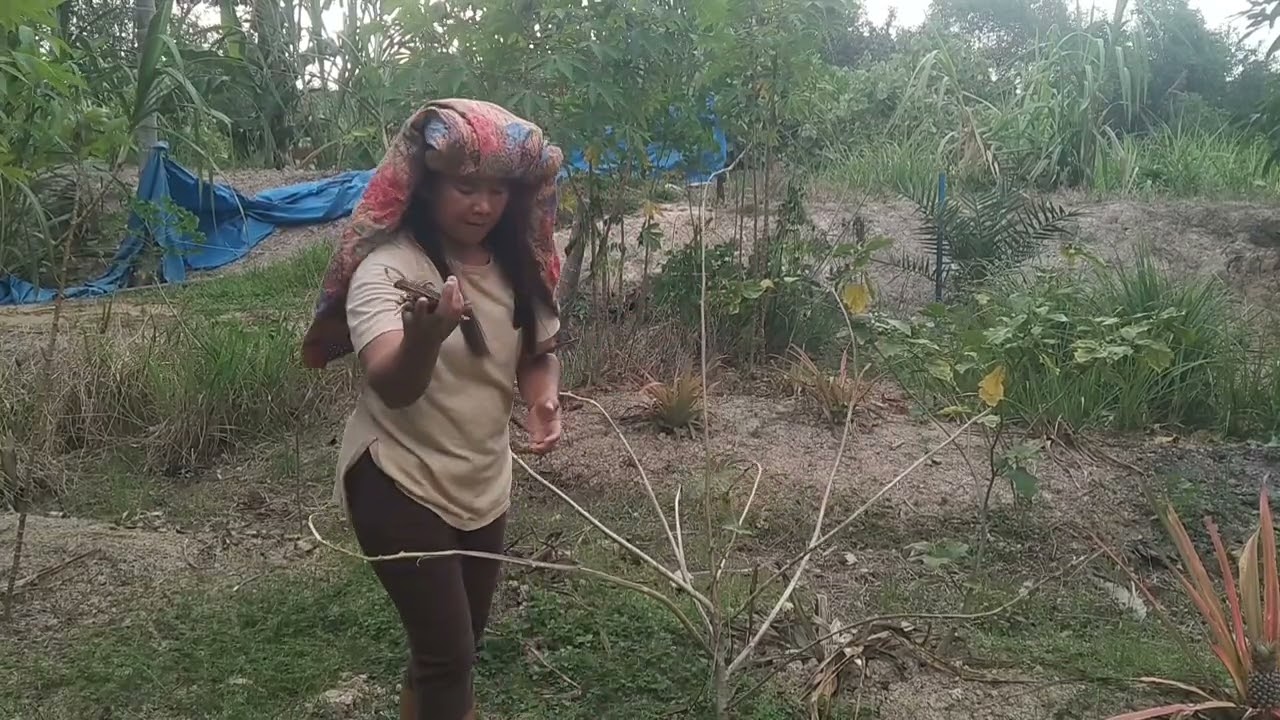 Padahal baru dipupuk tapi mati semua tak bersisa