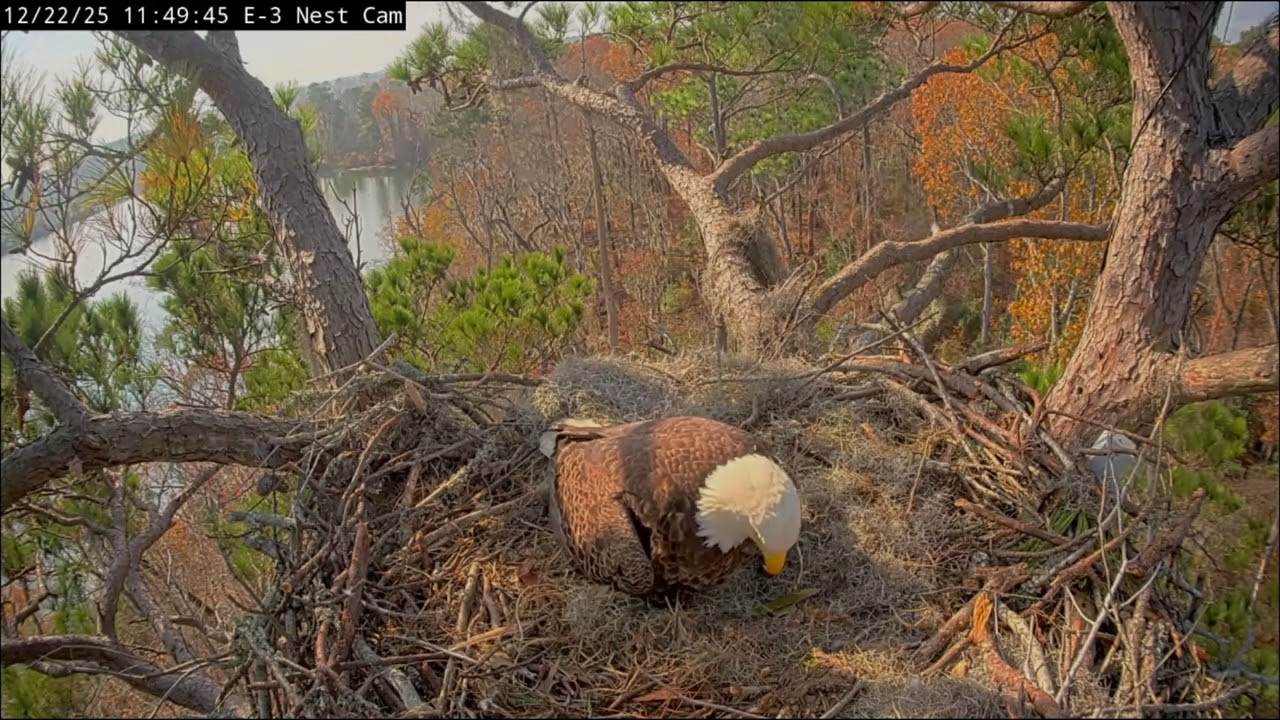 KNF 3 on 12/22/25 at 11:49:59 Andria 111 lays her 1st egg and alex 11 sees egg for the 1st time
