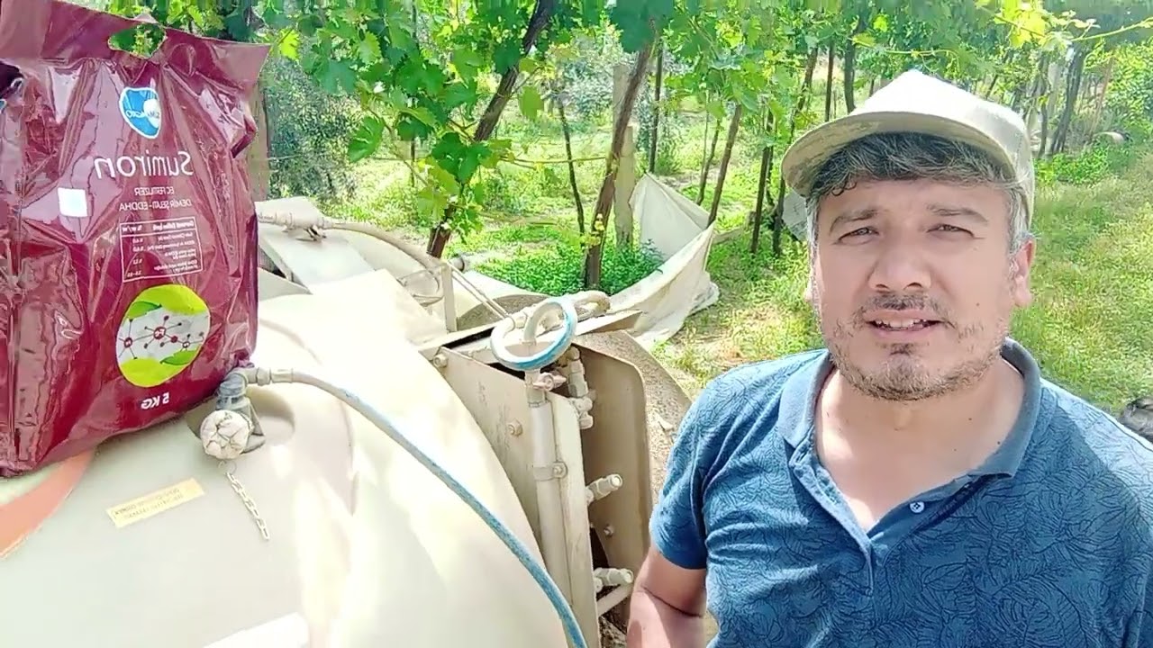 Üzüm bağlarına demir eksikliği için damlamadan demir gübresi verdim