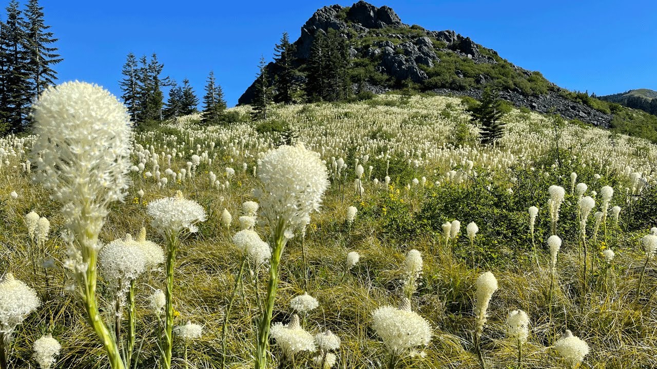 Silver Star Mountian Beargrass super-bloom