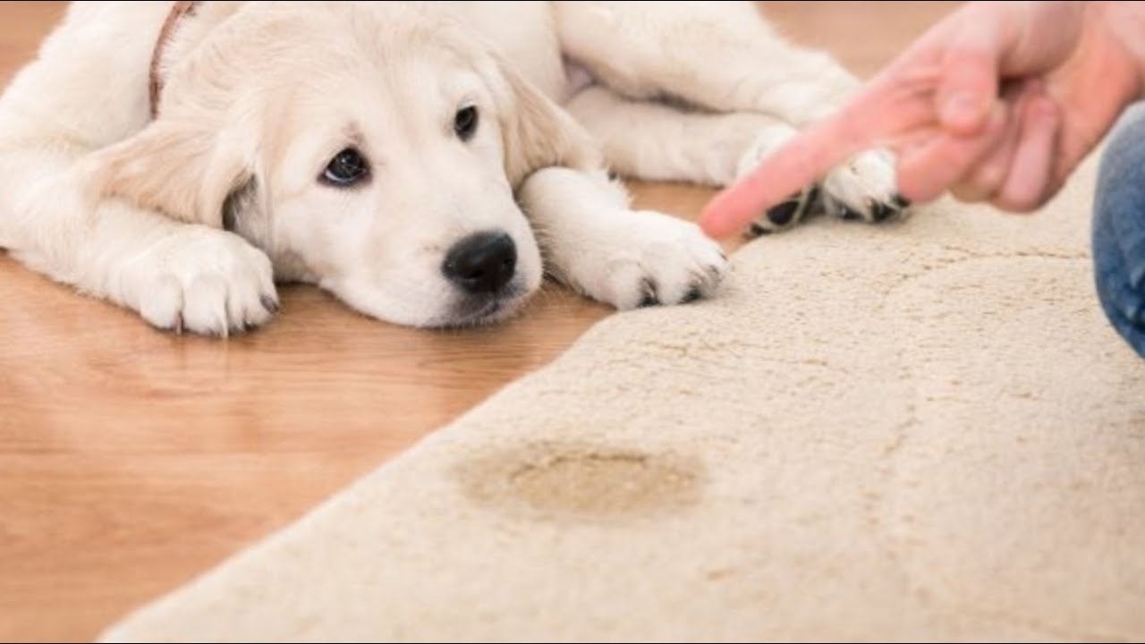 Rimedi fai-da-te per eliminare l'odore di pip&igrave; del cane | MAMMASTYLE.IT |