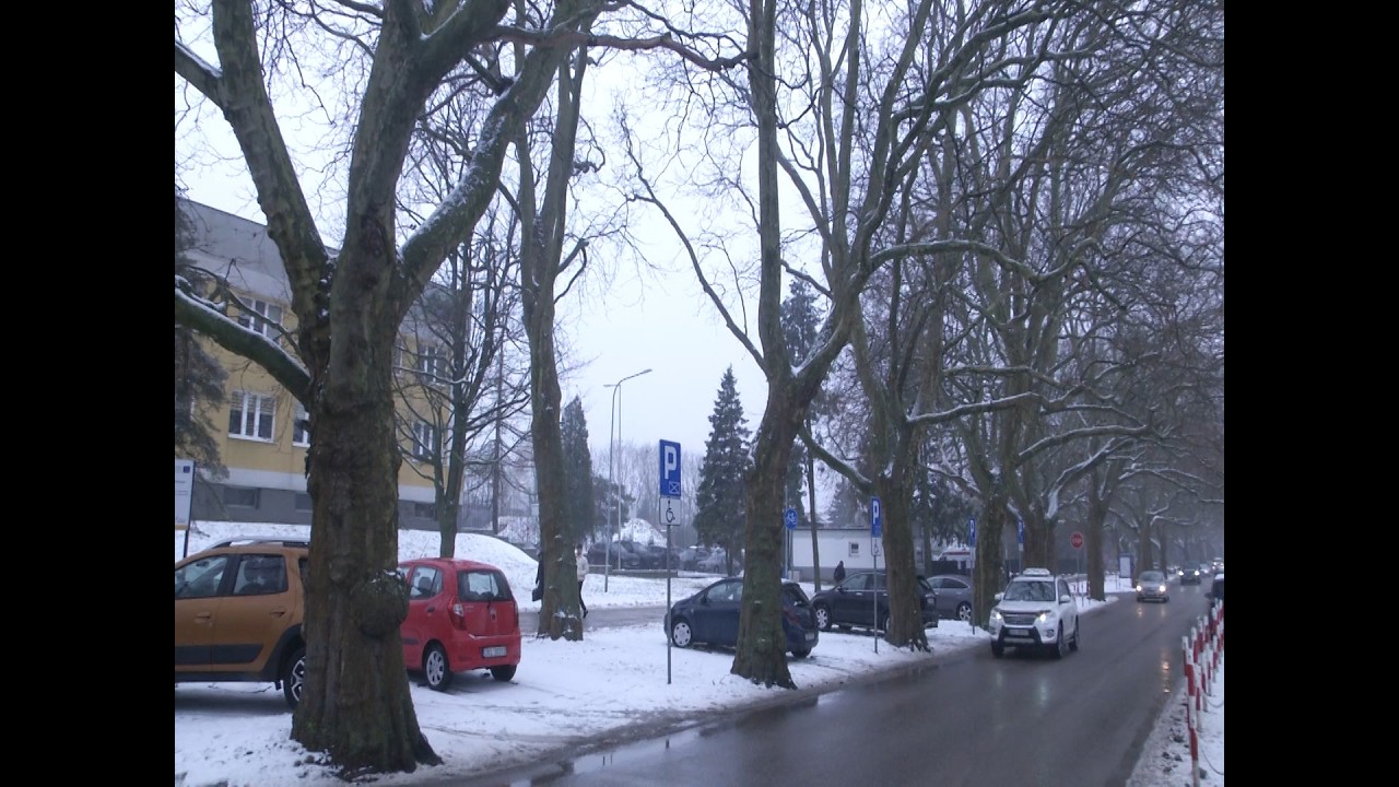 PLATANY PRZY ULICY ŁOPUSKIEGO POD LUPĄ
