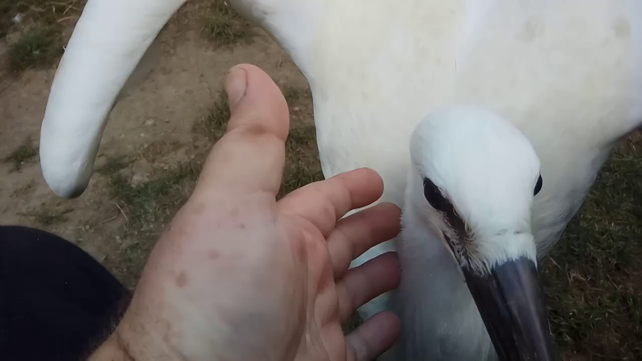 Gólyák - Gábor, Dödölle és Macus