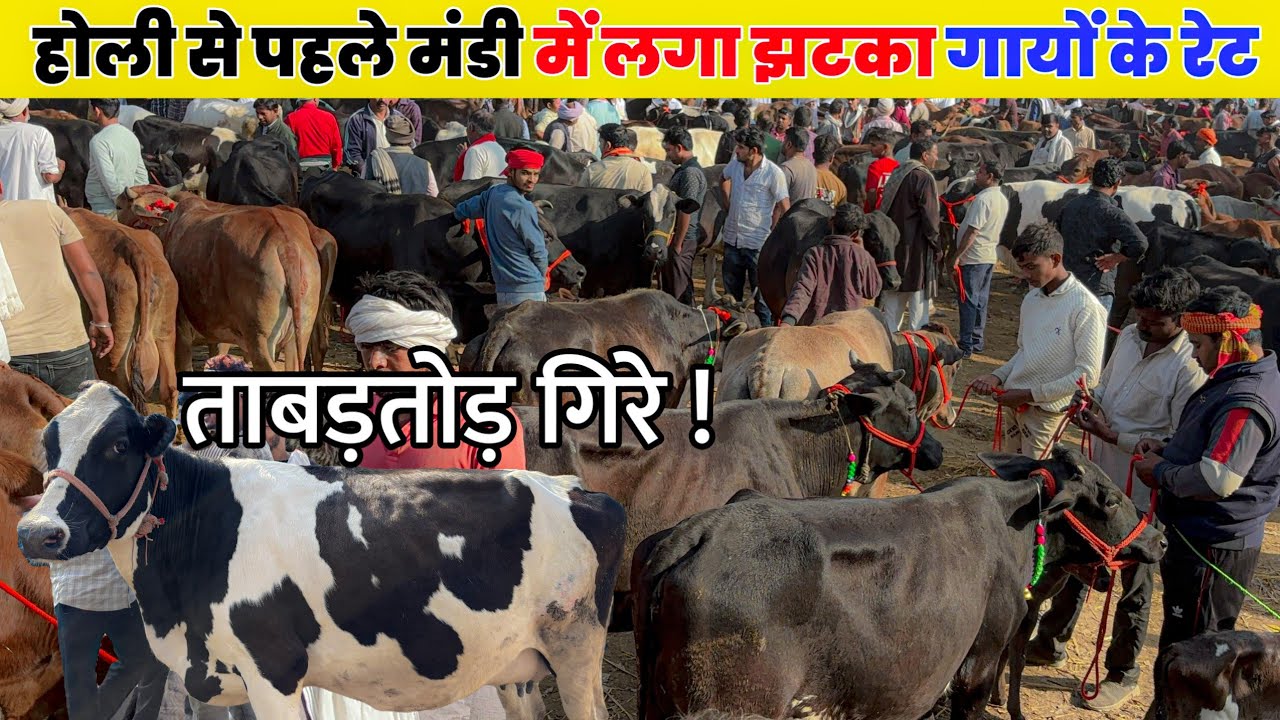 होली से पहले मंडी में लगा झटका गायों के रेट ताबड़तोड़ गिरे !  mohariya pashu mandi prayagraj