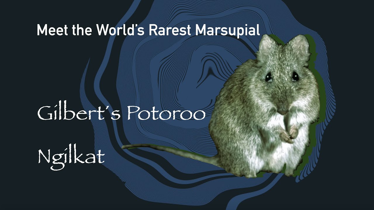 Ngilkat: The world's rarest marsupial and you can hep save it