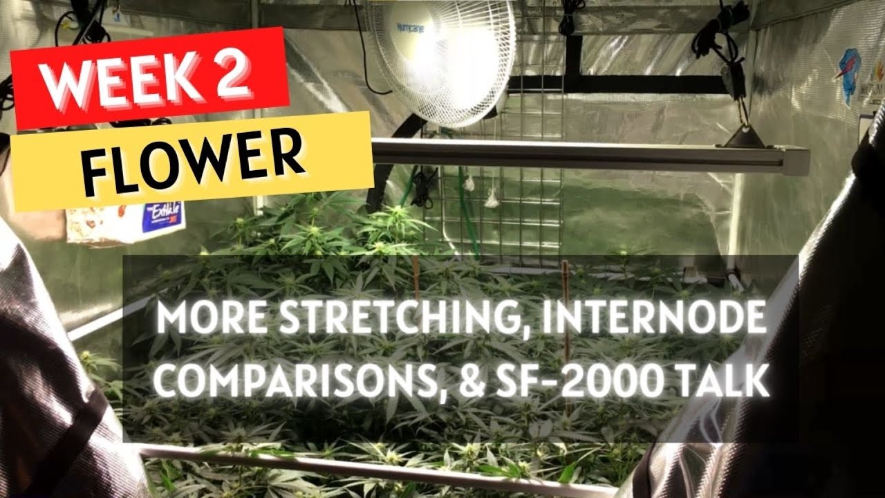Growing: Week 2 of Flower and the Updated Spider Farmer SF-2000 grow series