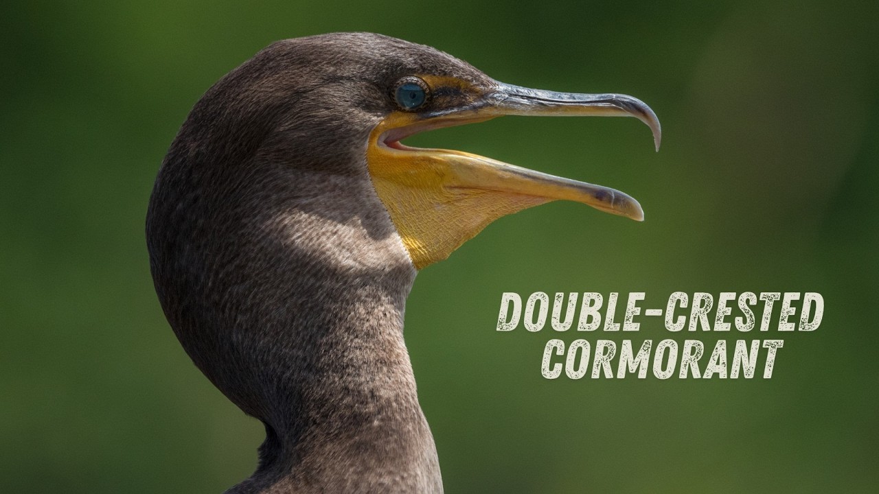 Double-crested Cormorant | The Ancient Voice of a Cormorant Bird