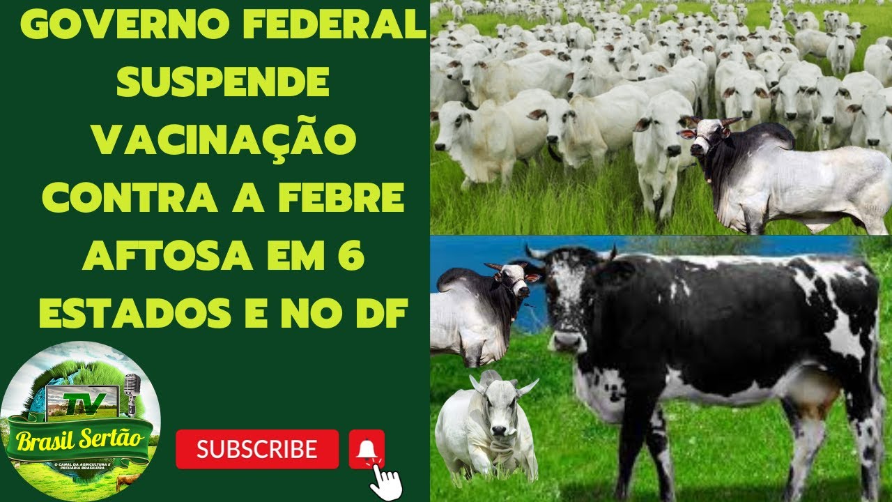 GOVERNO FEDERAL SUSPENDE VACINAÇÃO CONTRA A FEBRE AFTOSA EM SEIS ESTADOS E DF A PARTIR DE NOVEMBRO