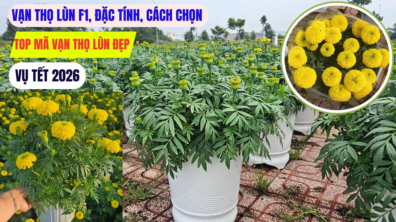 Chọn giống vạn thọ lùn nào cho Tết 2026? Top những mã hoa đẹp nhất