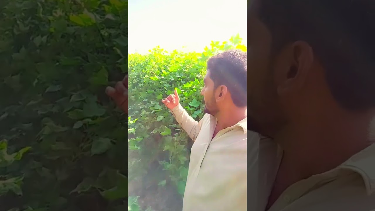 Cotton farming | Cotton seed varity 2023 | Shafqat farming | #ytshorts #youtubeshorts #farming