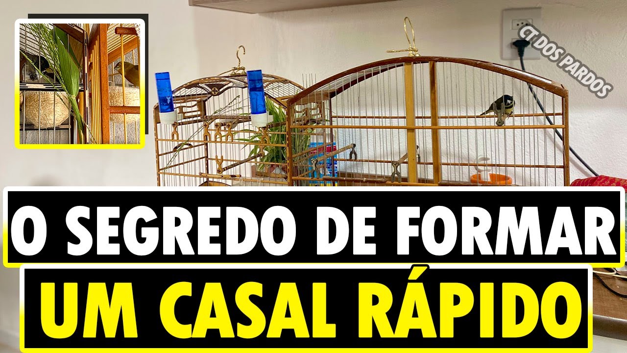 Truques pra formar casal de papa capim baiano em 30 minutos