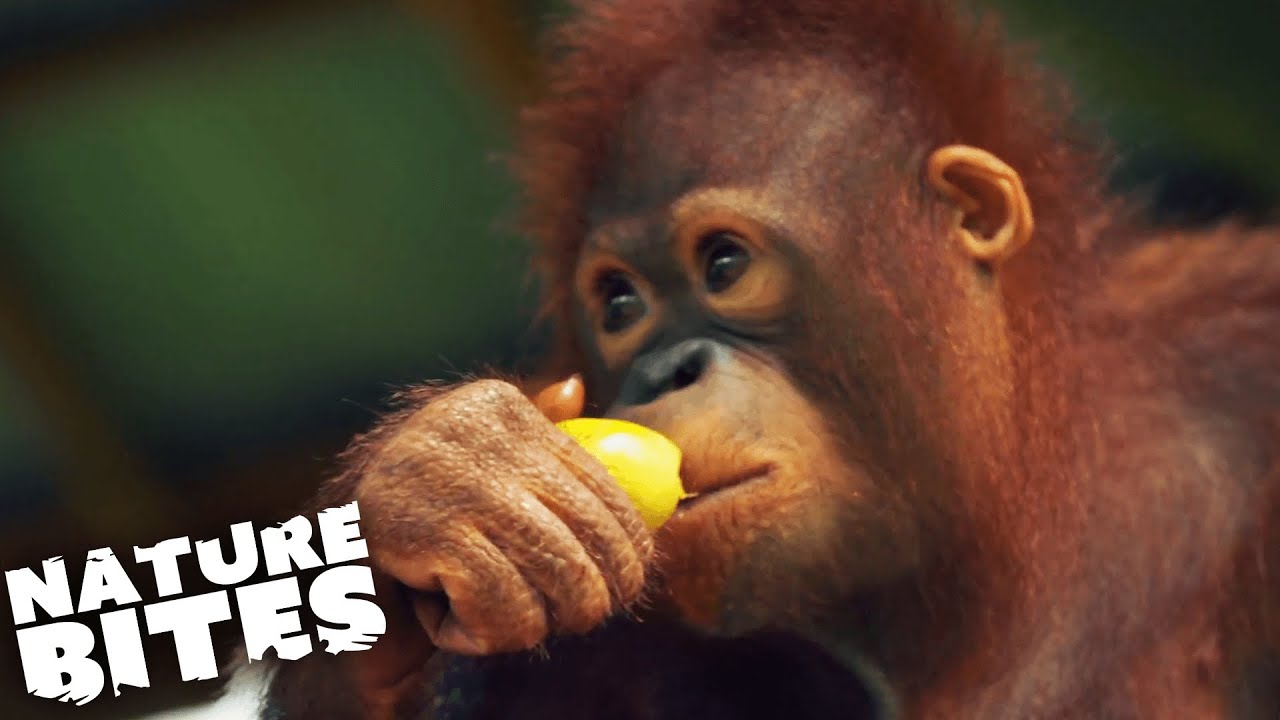 Orphaned Orangutan Adopted by Humans | Nature Bites