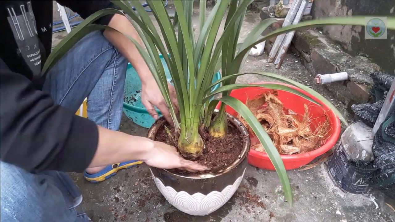 Trồng Và Chăm Sóc Lại Cây Hoa Địa Lan Sau Khi Chơi Tết