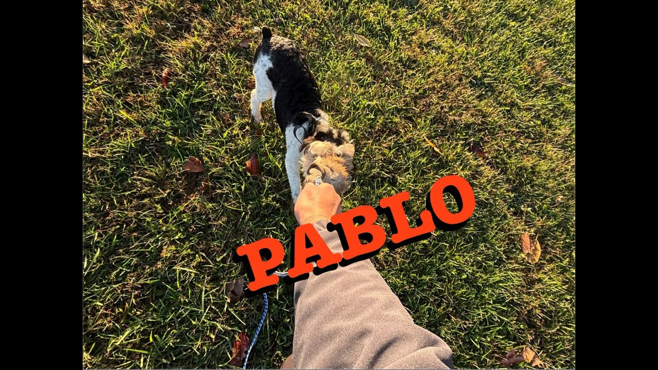 Miniature Schnauzer Pablo Learns to Mind His Manners!