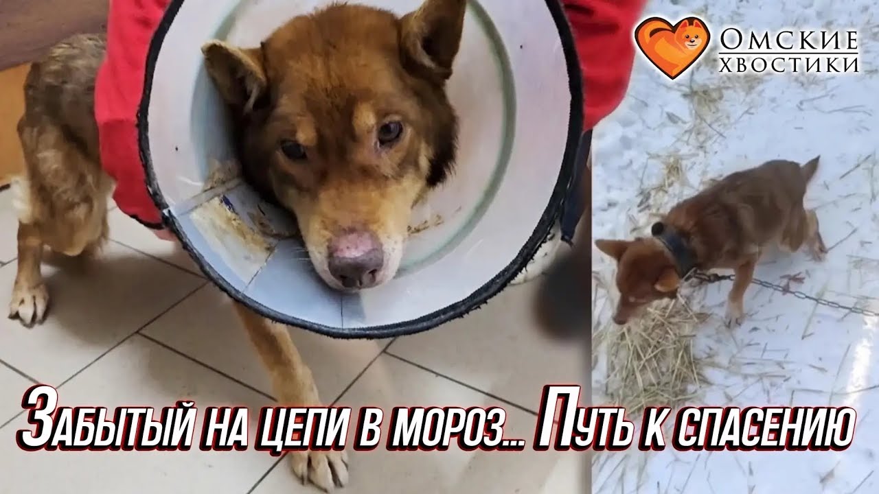 Забытый на цепи в мороз... Путь к спасению | Фрост