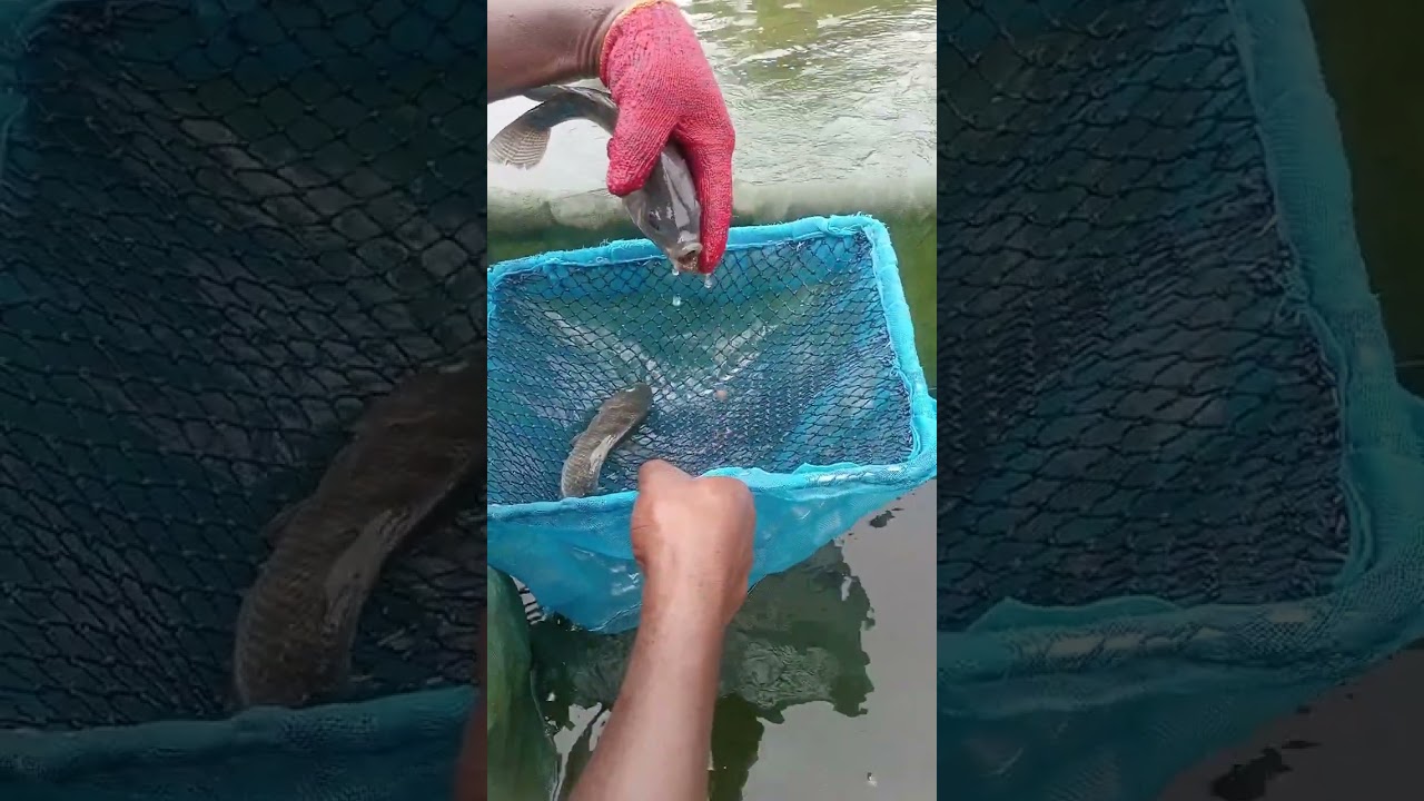 Removing tilapia eggs and frys with the best method