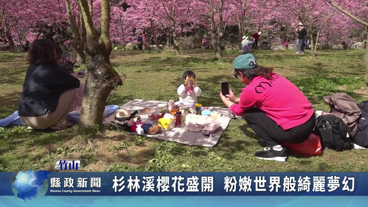 杉林溪櫻花盛開 粉嫩世界般綺麗夢幻｜南投縣政新聞 2025.03.05