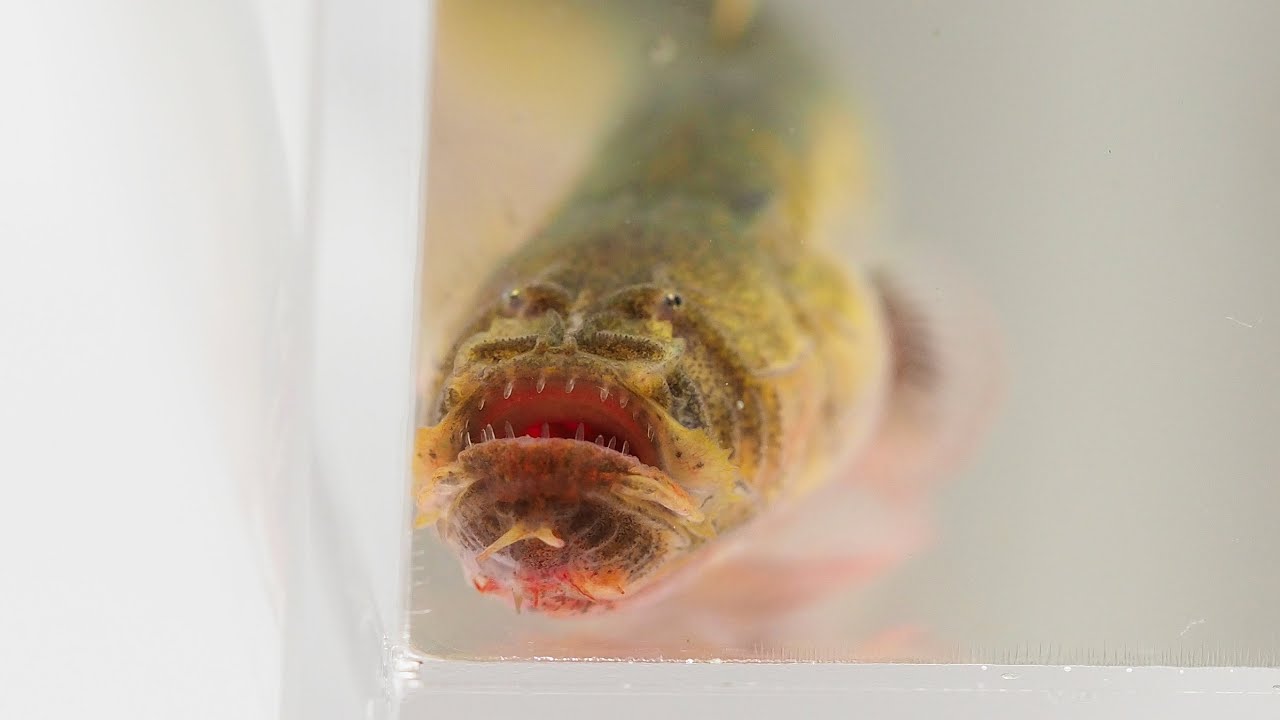🐠幼魚語りうむ🐠 コガネチワラスボ