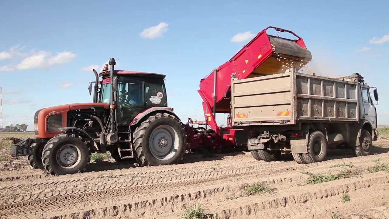 Super Białoruski Kombajn do Ziemniak&oacute;w ПАЛЕССЕ PT260 2 в р