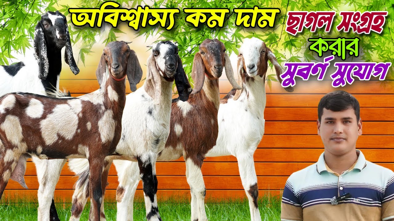 অবিশ্বাস্য কম দাম । উন্নত জাতের ছাগল কালেকশন করার এটাই সুবর্ণ সুযোগ।