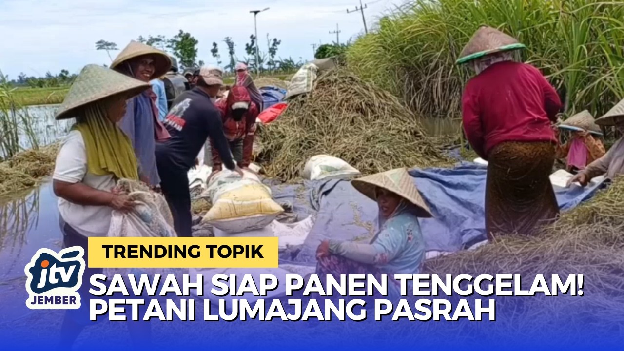 Sungai Gede Meluap! Puluhan Hektar Sawah di Yosowilangun Terendam Banjir