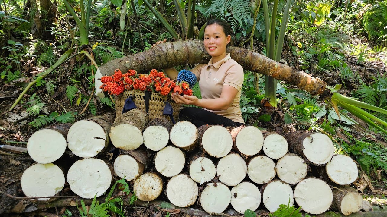 Harvest Giant Taro and Bring it to the market to sell _ Pet care _ Cooking | Trieu Mai Huong