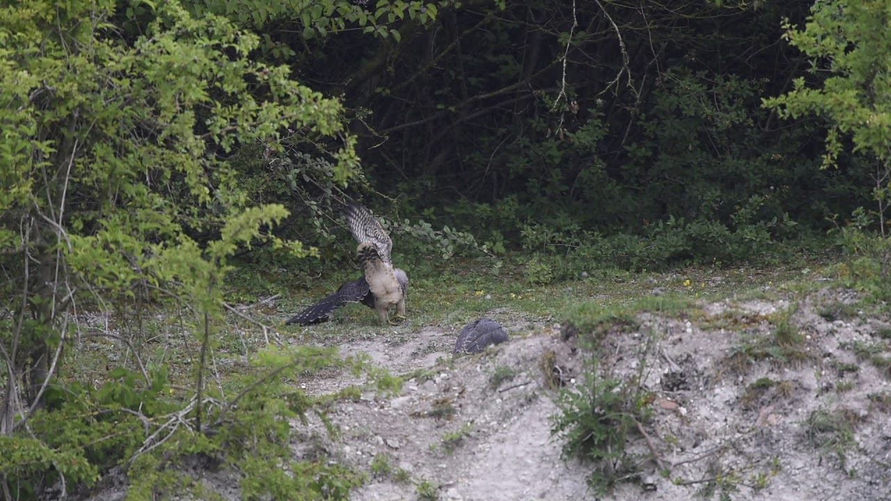 Peregrine Falcon fledgelings playing in the UK