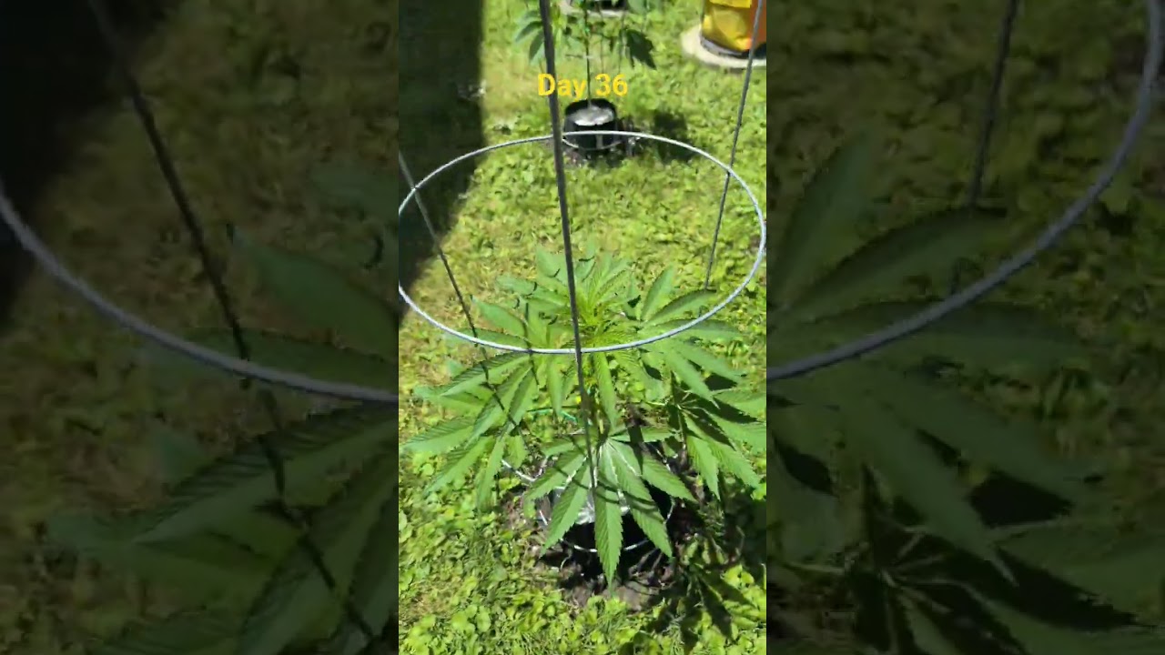 Day 39 Outdoor Autoflower & GMO Cookies #cannabiseducation