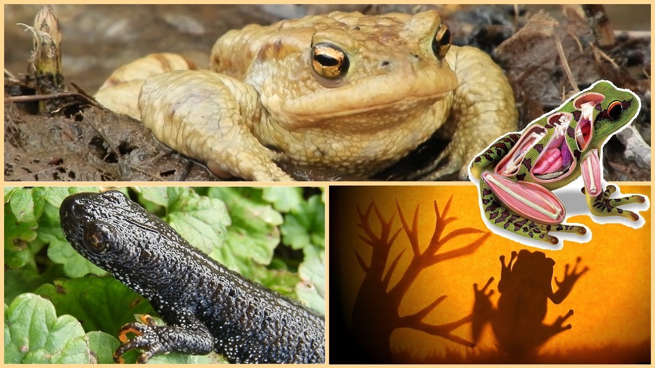 OBOJŽIVELNÍCI 🐸 - žáby, čolci a mloci ČR / stavba těla / životní cyklus, rozmnožování / zajímavosti