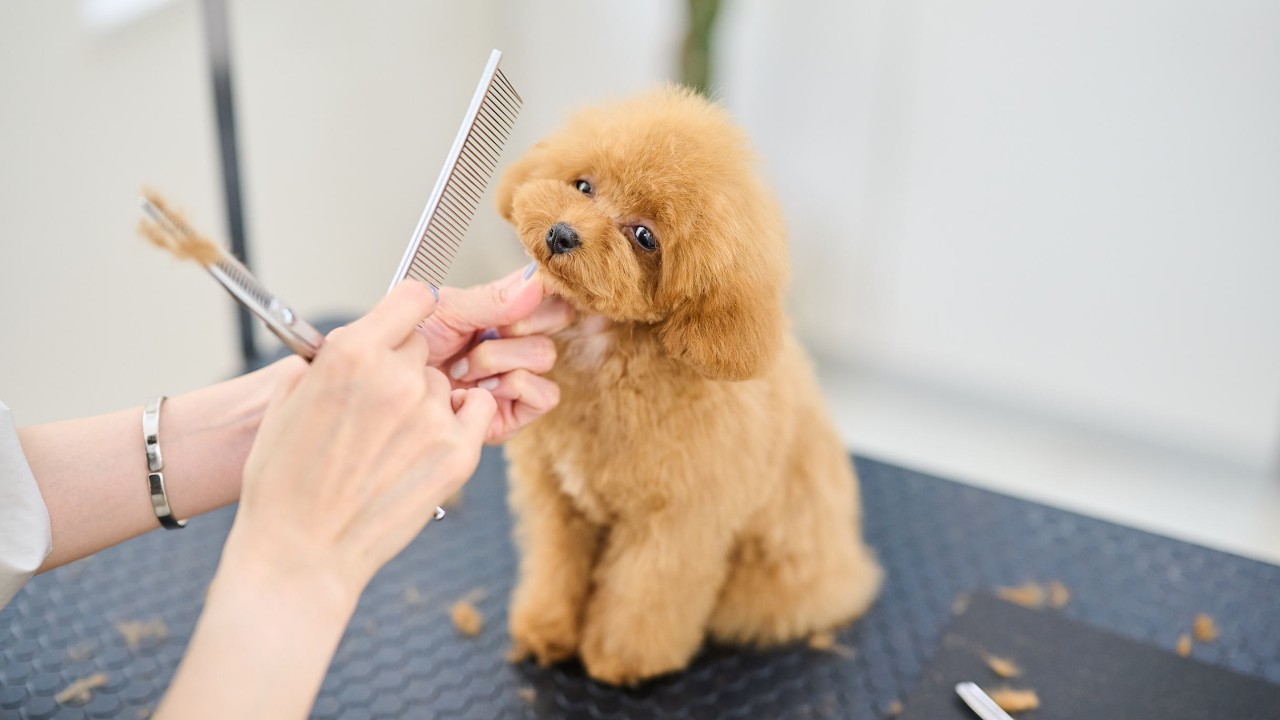 大阪から来てくれたパピーちゃんのファーストトリミング