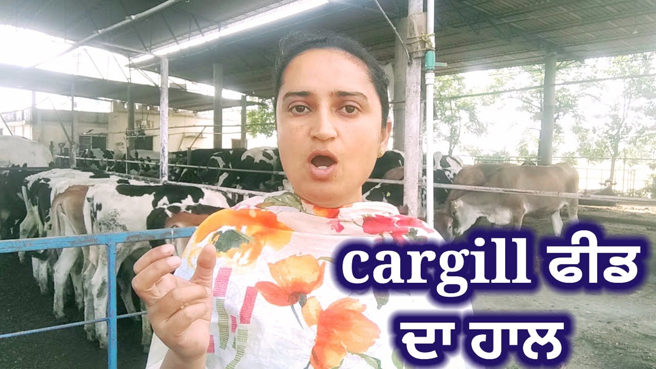 ਕੀ RESULT ਆਇਆ CARGILL ਫੀਡ ਦਾ❓😯🤔