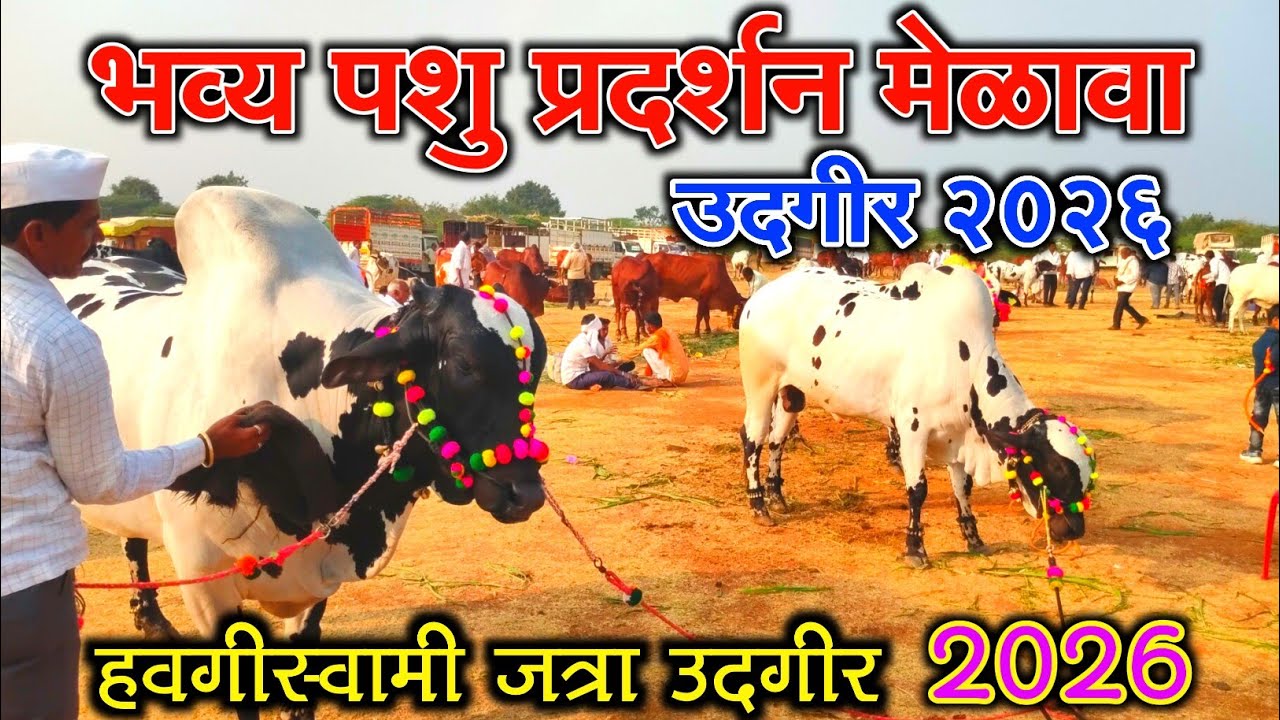 भव्य पशु प्रदर्शन मेळावा उदगीर 2026 ! हवगीस्वामी यात्रा उदगीर 2026 ! Udgir yatra ! 