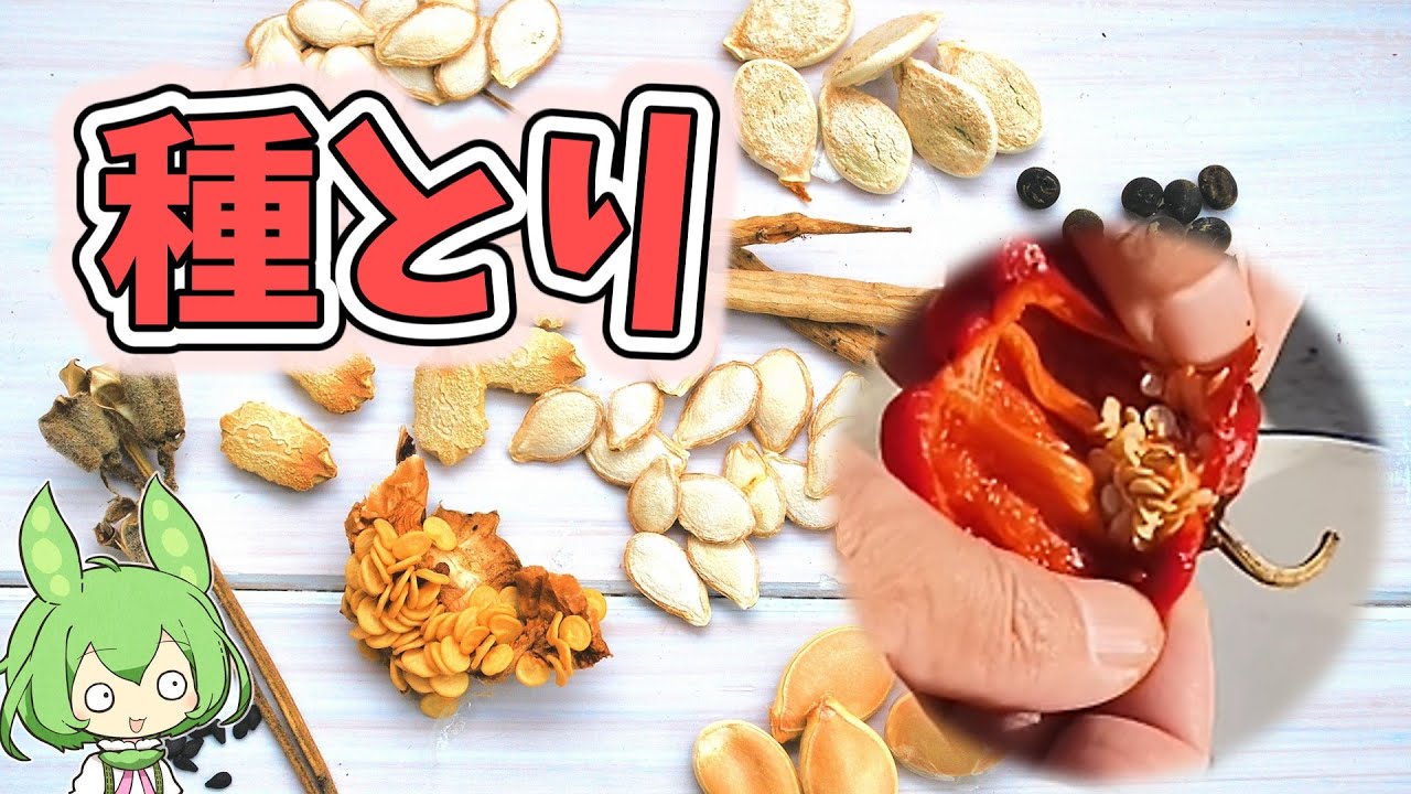 【醍醐味】お気に入り野菜の種をとる！！〇〇〇には気をつけろ。採種の方法や注意点、種取りのしやすい野菜と難しい野菜。