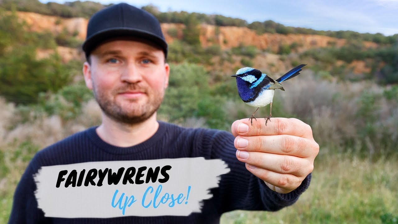 Bird Photography Behind The Scenes: Fairywrens Up Close  - Jan Wegener