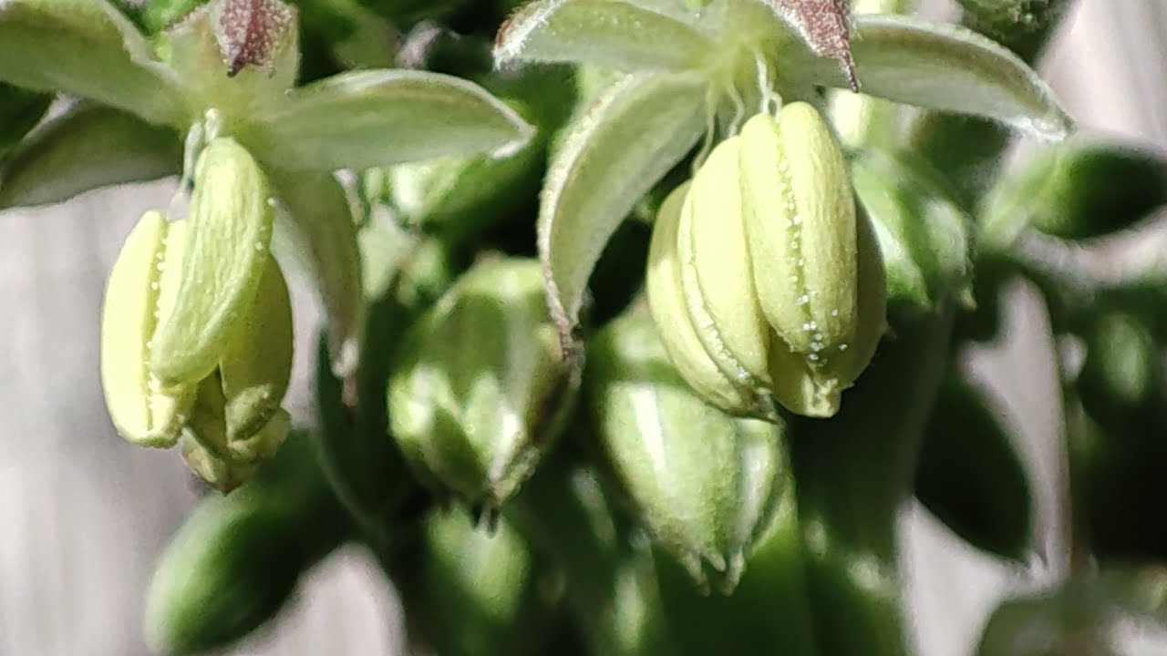 Machos Critical mass de @mrniceseedbank &Uacute;ltimo video