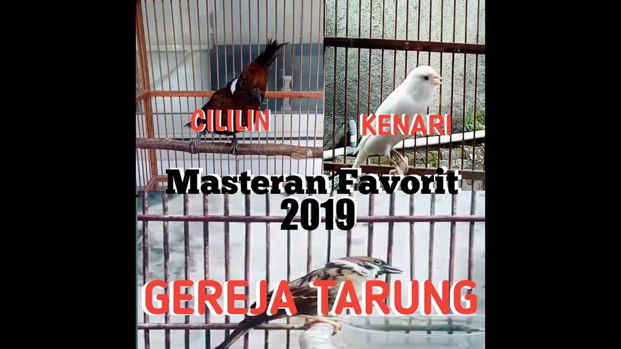 MASTERAN| Kompilasi Burung CILILIN, KENARI, dan GEREJA TARUNG