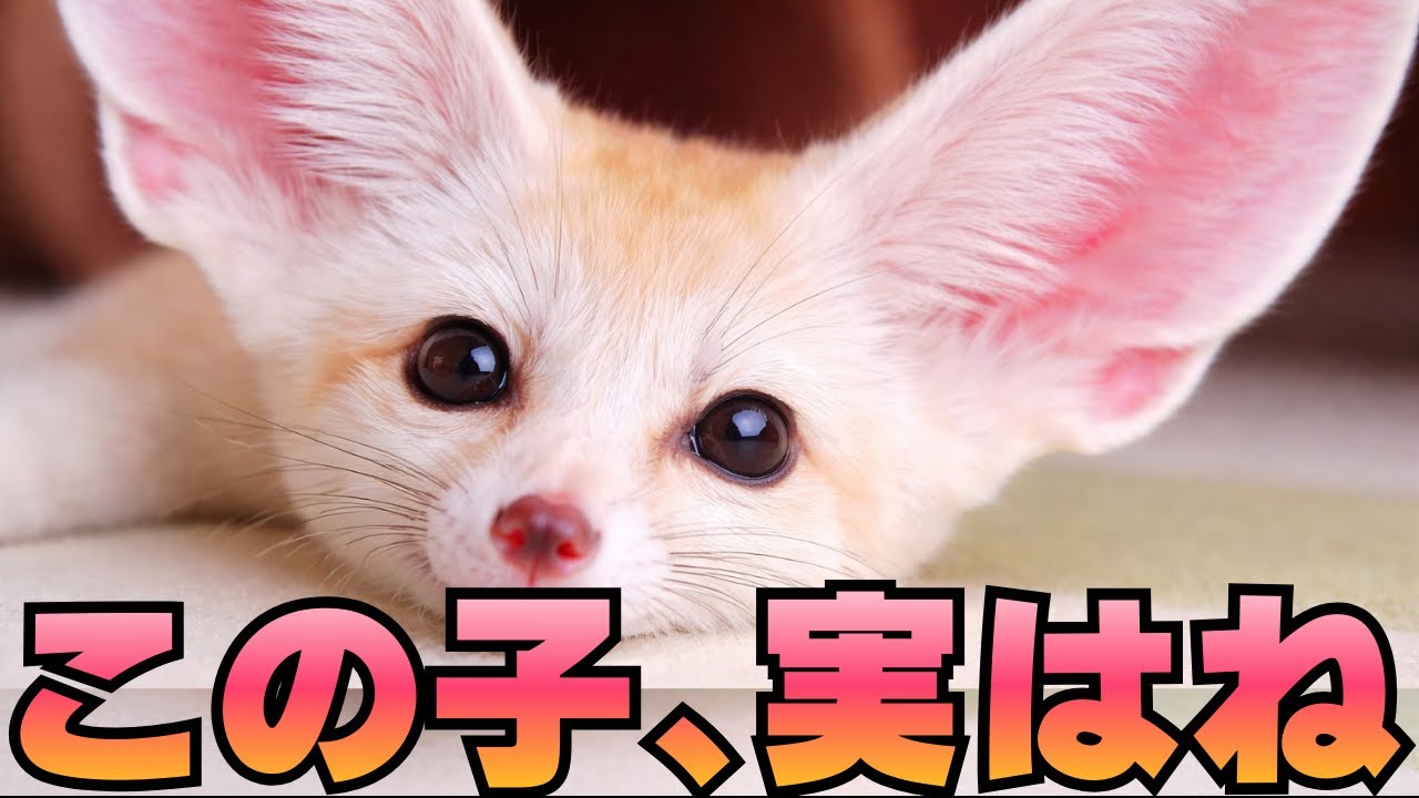 耳が大きすぎる理由とは？フェネックの進化