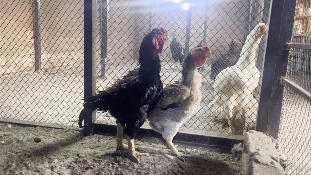 Aseel Chicken Breeding setup |All kind of chicken